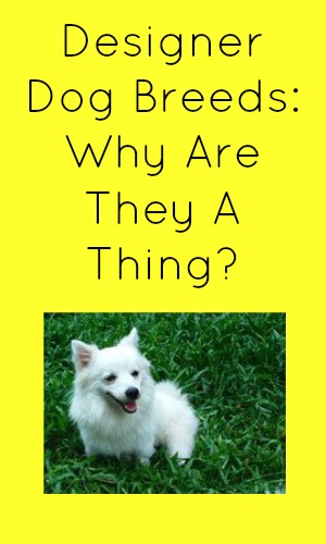 Designer Dog Breeds: Why Are They A Thing?