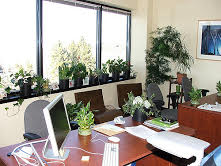 Top 5 Low Maintenance Plants For Your Work Space