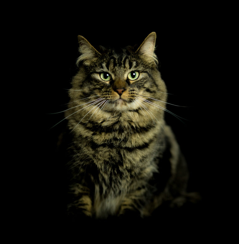 One of Emma's photos (animal protrait of a cat)