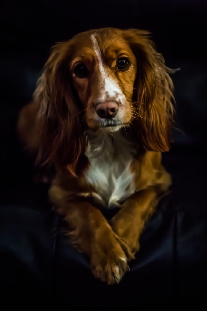 One of Emma's photos (an animal portrait of a dog)