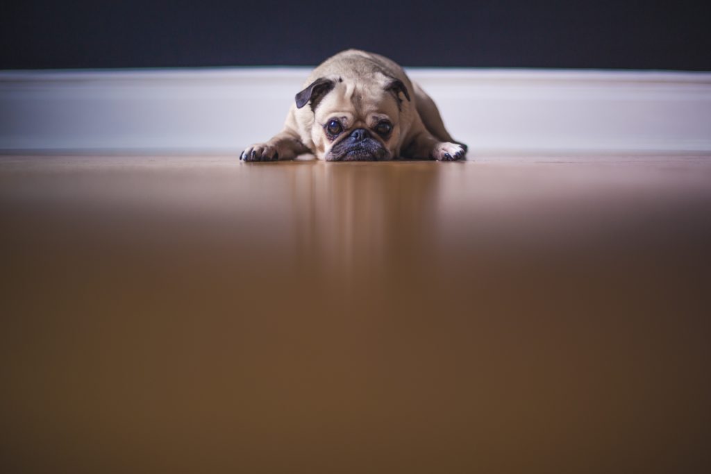 Sad looking dog
