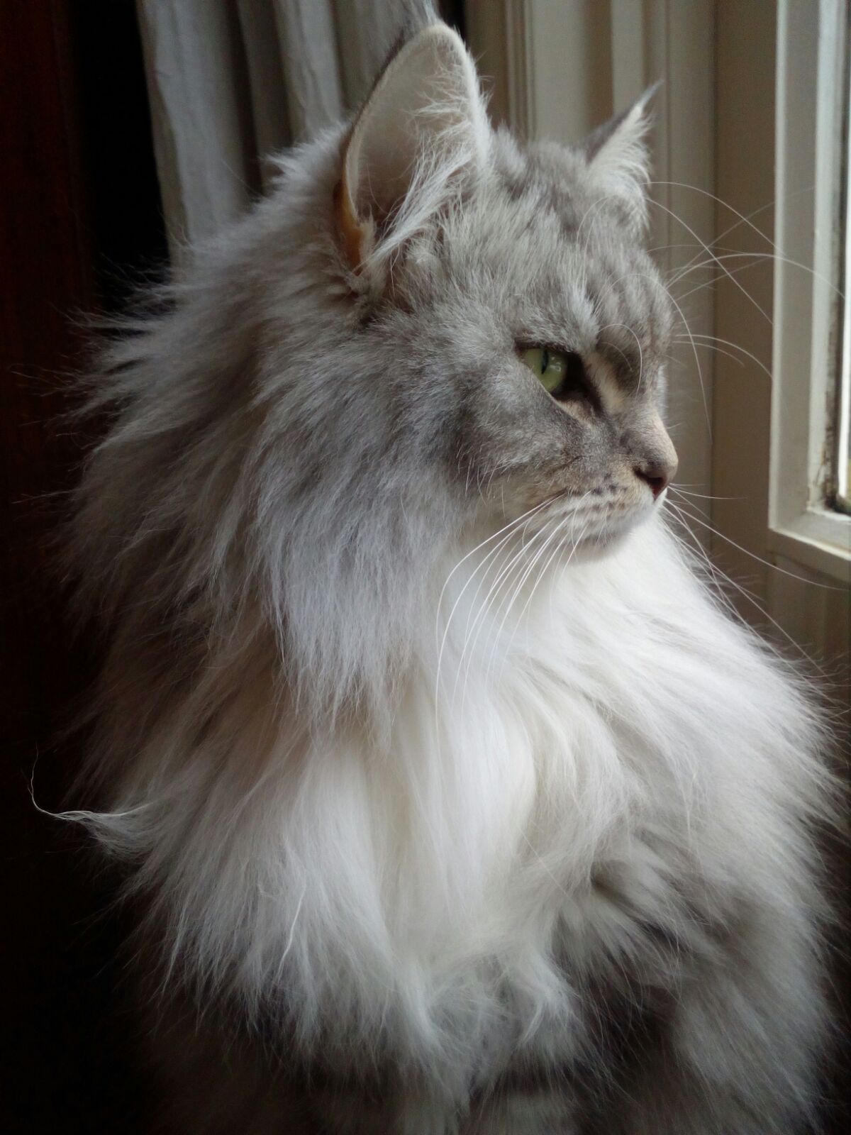 Kerenesa's lovely cat, Cabbage