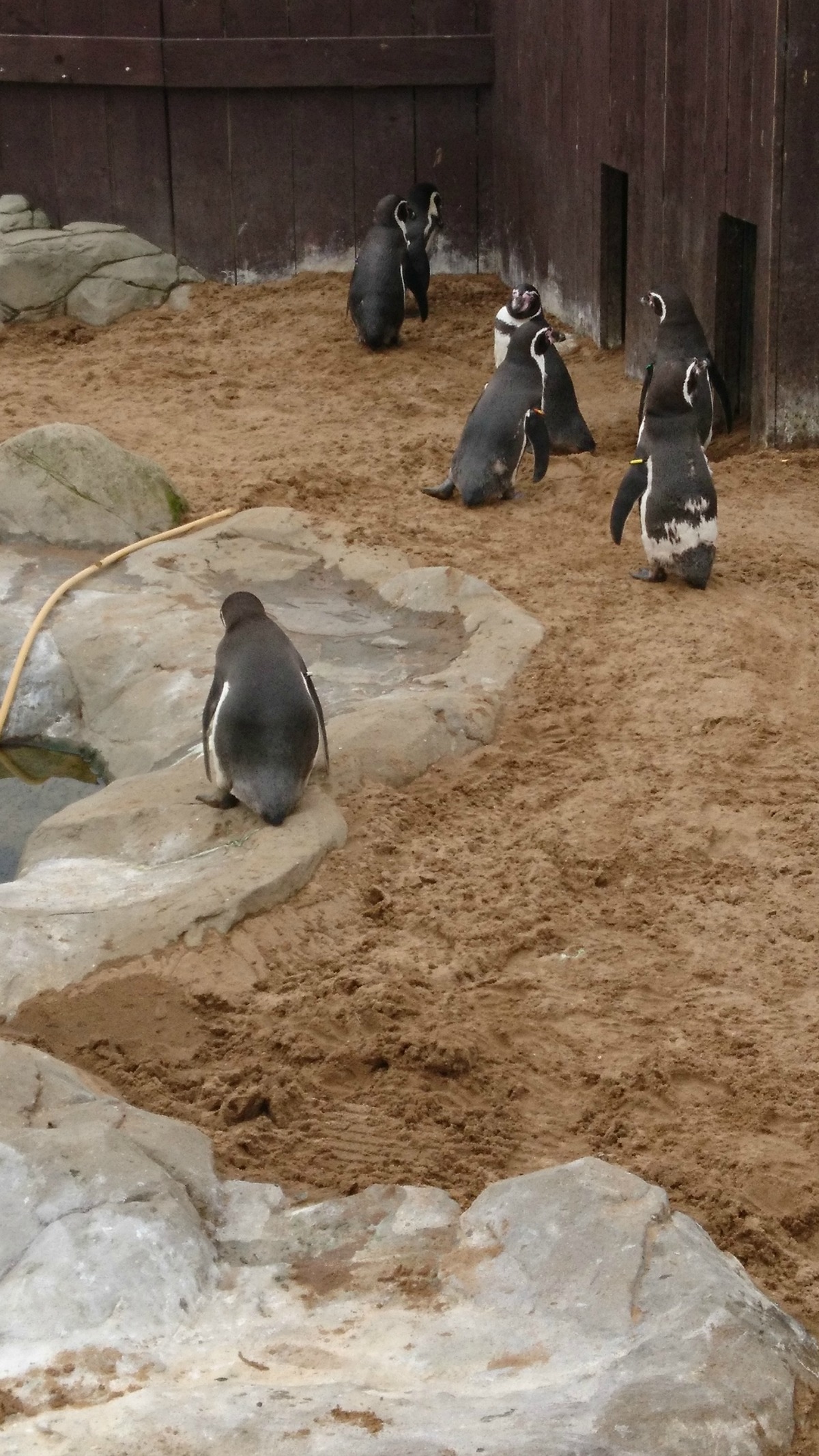 The Penguin enclosure at Scarborough Sealife Centre which we visited while on holiday at Haven Blue Dolphin