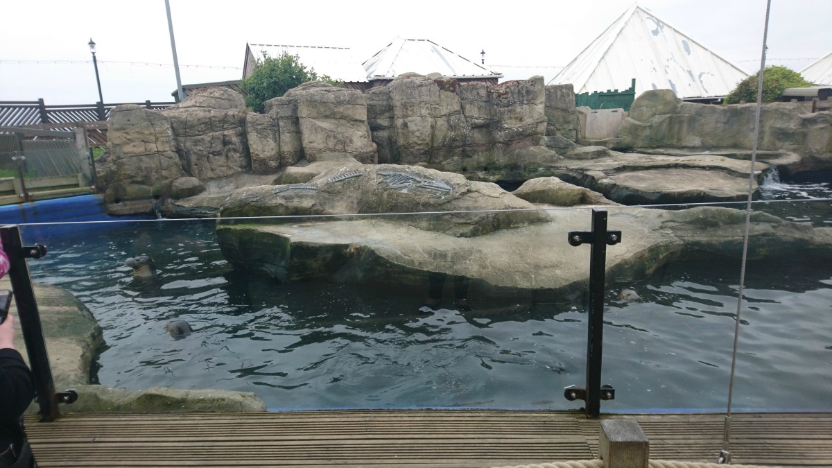 The seal enclosure at Scarborough Sealife centre which we visited while staying at Haven Blue Dolphin