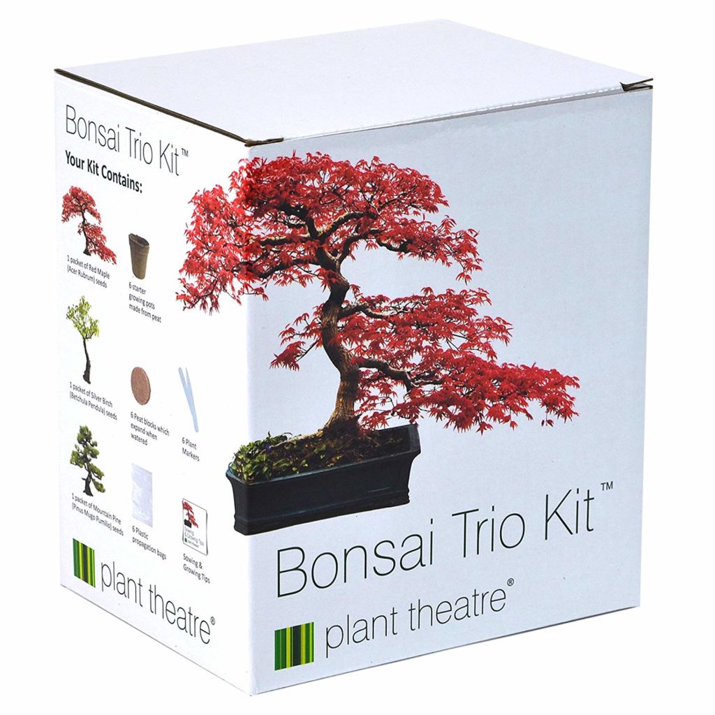 Bonsai Tree Growing kit